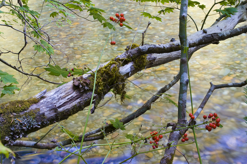 Berries And Ohanapecosh River